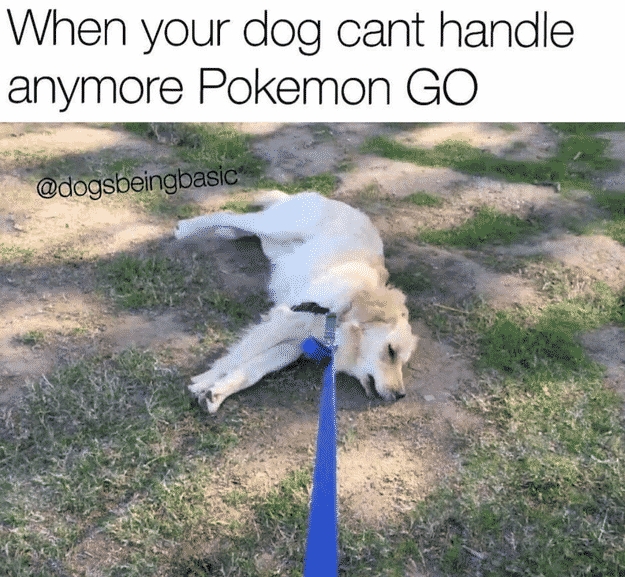 Pokemon Game Memes-3