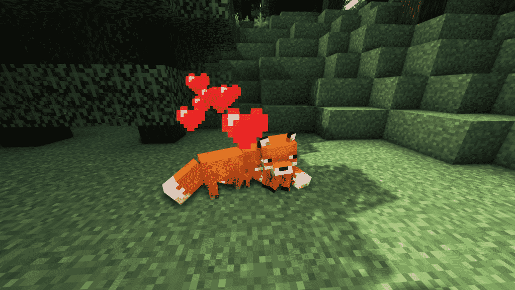 Foxes fed with berries