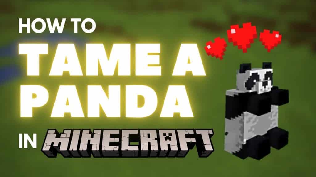 How to tame a Panda in Minecraft
