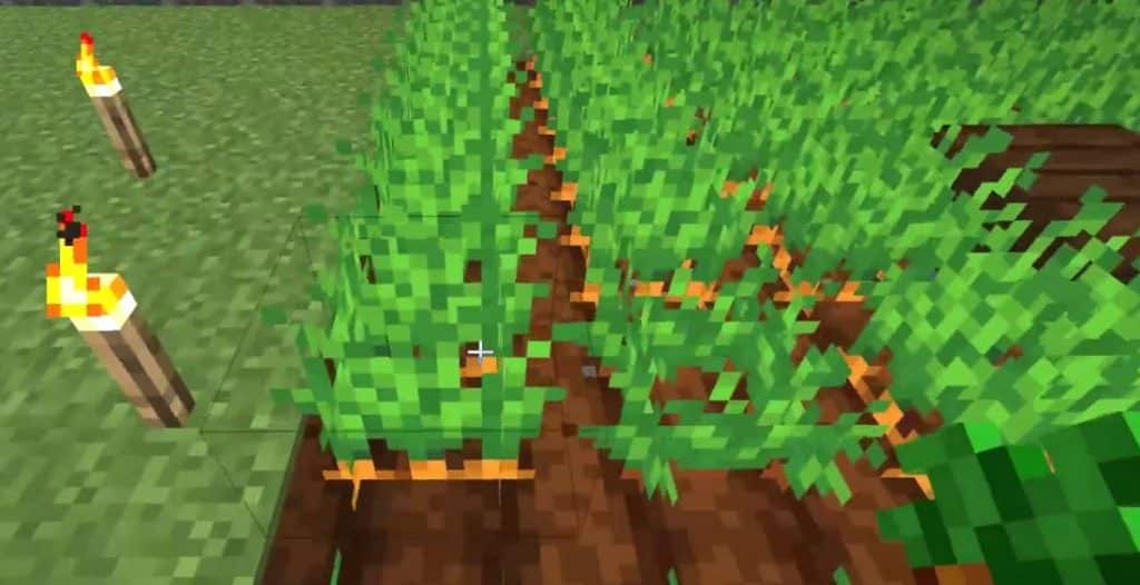 carrots grown with seeds minecraft