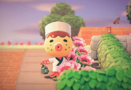 how to get zucker animal crossing