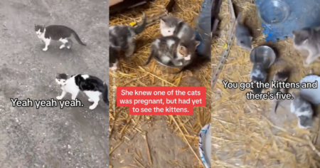 Cat Distribution System