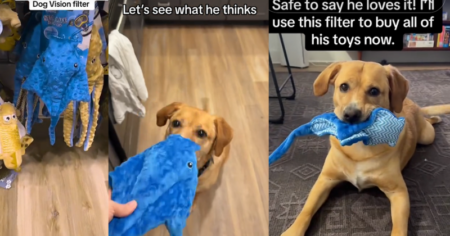Dog Vision Filter