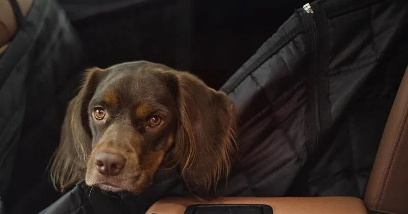 The Risks of Leaving Pet in Vehicles